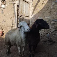 فروش قوچ داشتی|حیوانات مزرعه|دیواندره, |دیوار