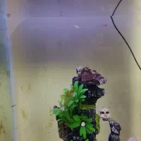 اکواریوم|ماهی|کهریزک, |دیوار