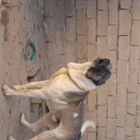 واگذاری سگ دورگه نگهبان