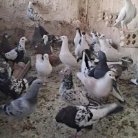 پرنده،کبوتر