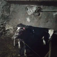 باسلام دو راس گوساله ماده بوکانی داشتی