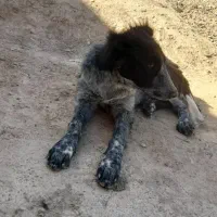 سگ معاوضه با پرنده|سگ|لردگان, |دیوار