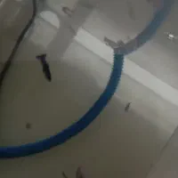 ماهی|ماهی|کرج, اخگرآباد|دیوار