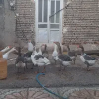 فروش  غاز طبیعی  با قیمت مناسب|حیوانات مزرعه|اردبیل, |دیوار