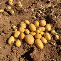 سیب زمینی ارگانیک (بدون‌کود)|خوردنی و آشامیدنی|دیواندره, |دیوار