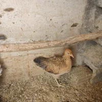 نیمچه مرغ سه ماهه گلپایگانی