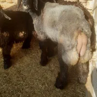 فروش ۳ راس بره