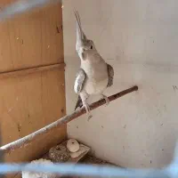 طوطی عروس|پرنده|نکا, |دیوار