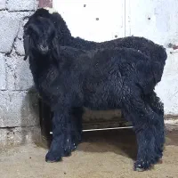 بره کوچیک بزرگ و متوسط نر و ماده موجود **