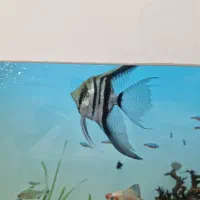 ماهی انجل