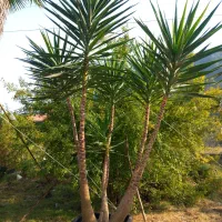 سروشیرازیوکا سیکاس یاس هلندی فتونیا به ژاپنی