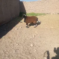 چهار راس بره نر چاق چاق|حیوانات مزرعه|گزیک, |دیوار