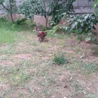 فروش خروس لهستانی