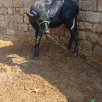 گوساله گاومیش هیکل درجه یک
