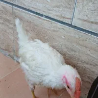 جوجه خروس