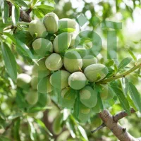 نهال انجیر استهبان شاه‌رقم خشکبار ایران|خدمات باغبانی و درختکاری|قم, میرزائیه|دیوار