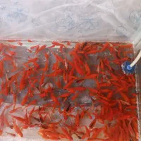 ماهی مشکی و بادامی..کوی