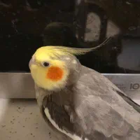 واگذاری عروس هلندی ماده شما