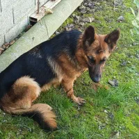 سگ ژرمن ماده نگهبان  تربیتشده|سگ|زرگرشهر, |دیوار