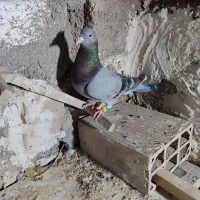 کفتر|پرنده|پاکدشت, شهرک امام رضا|دیوار