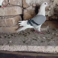 پشتی شهری نر|پرنده|شیراز, سیاه سنگ|دیوار