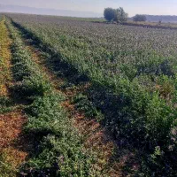 فروش زمین ۱۵ هکتار در بلهرات میانجلگه روستای ذمه|فروش زمین و ملک کلنگی|نیشابور, خیام|دیوار
