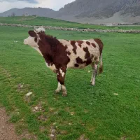 گاو سمینتال|حیوانات مزرعه|روانسر, |دیوار