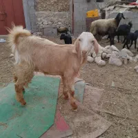 تیشتر عدانی هلی|حیوانات مزرعه|خورموج, |دیوار