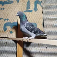 کبوتر کفتر  زرهی دم سفید  اصفهانی|پرنده|فلاورجان, |دیوار