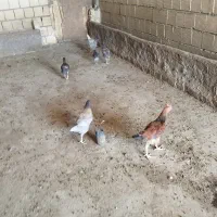 خروس و جوجه غاز