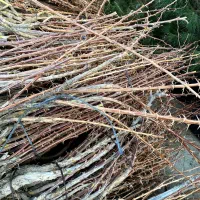 نهال زرشک پفکی