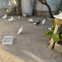 تعدادی کبوتر تزئینی