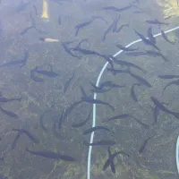 فروش بچه ماهی قزل آلا اسپانیایی