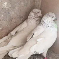 نرو ماده کله برنجی