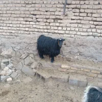 بز آبستن نزدیک