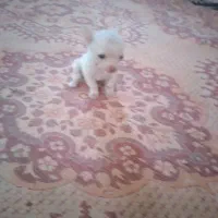 سگ جیبی سایز بسیار ریز ۵ماهه