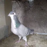 نر دمگیردرجه یک