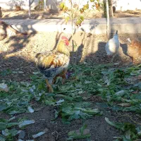 خروس محلی / ۶ عدد سالم|حیوانات مزرعه|بومهن, |دیوار