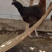 فروش