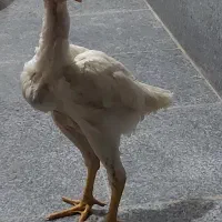 مرغ و خروس لاری|حیوانات مزرعه|بناب, |دیوار