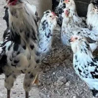 مرغ و خروس گلین میخوام معاوضه میکنم با کفترام