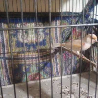 قناری مزاییکی سالم نروماده|پرنده|خرمدره, |دیوار