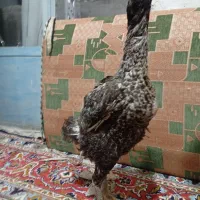 تعدادی مرغ و خروس لاری و لری