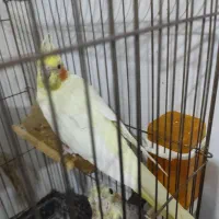 جفت عروس هلندی|پرنده|مشهد, امیر|دیوار