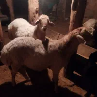 قوچ