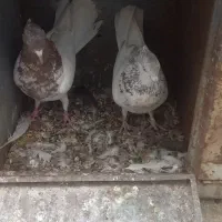 نرماده کله قهوه ای