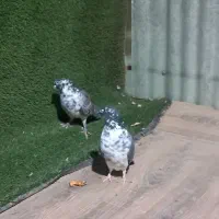 کبوتر قاره نر|پرنده|هشتگرد, شهرک راه آهن|دیوار