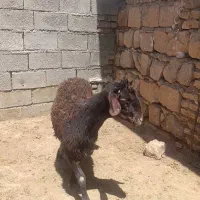 بره نر