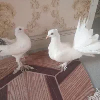 دوعدد کبوتر دم چتری
