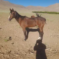 اسباب فروشی